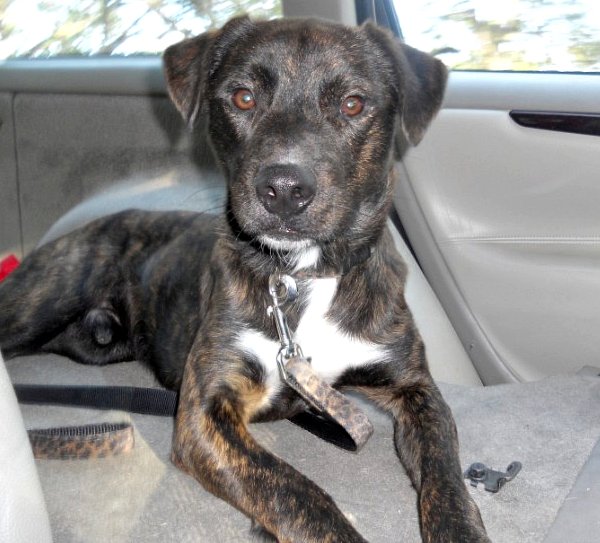 catahoula lab mix puppies for sale black great dane puppies wallpaper catahoula lab mix puppies for sale black great dane puppies wallpaper